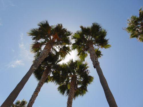 palm trees sunlight blue