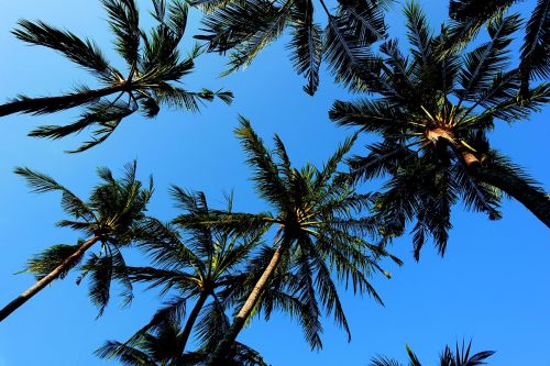 palm trees sky blue