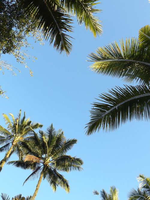 palm trees sky blue sky