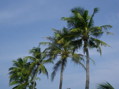palm trees maldives kuredu