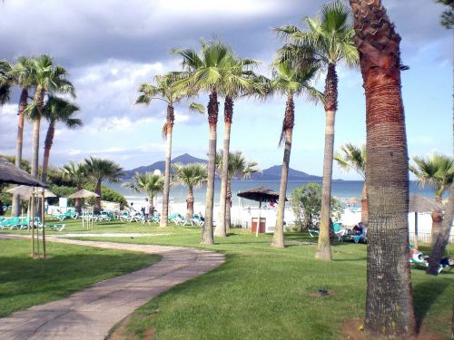 palm trees beach island