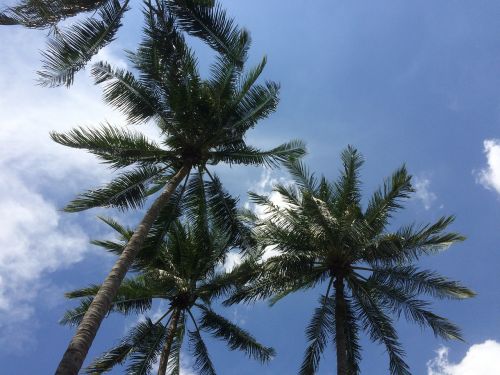 palm trees sky holiday