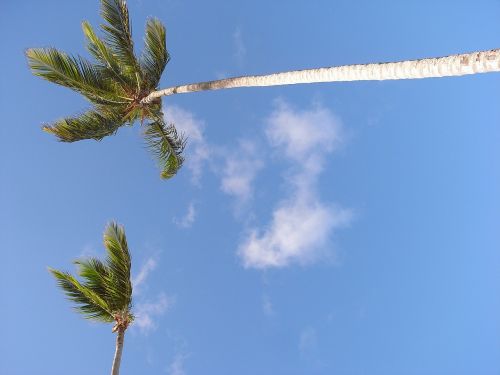 palm trees summer beach