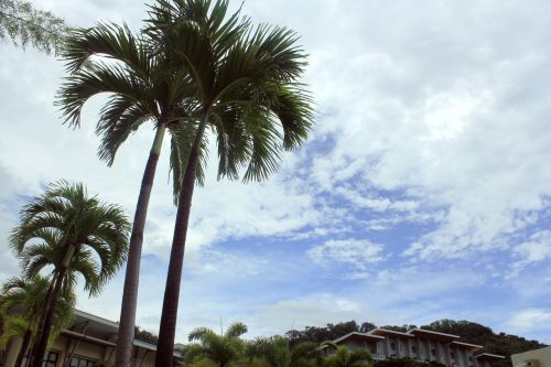 Palm Trees