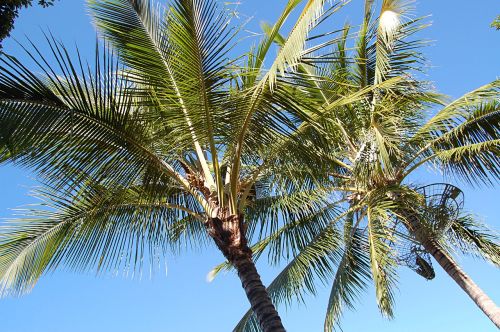 palm trees summer australia