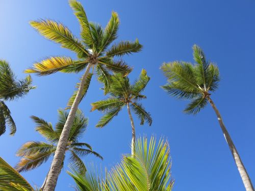 palm trees caribbean dominican republic