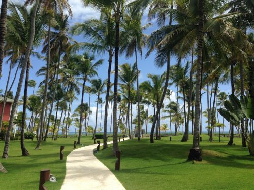 palm trees caribbean dominican republic