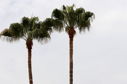 palm trees background sky
