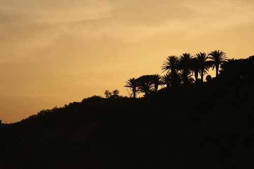 palm trees nature beach