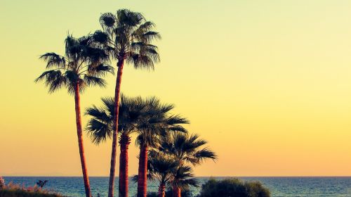 palm trees beach sea