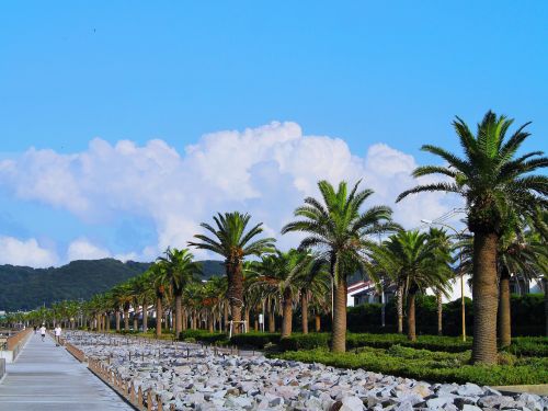 palm trees tree lined blue sky