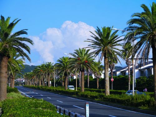palm trees tree lined blue sky