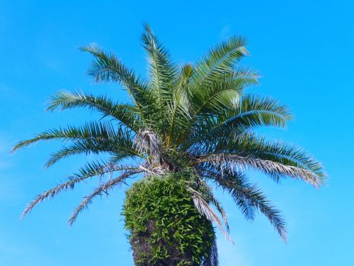 palm trees blue sky white