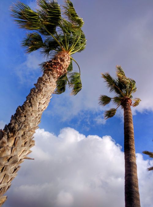palm trees clouds sky