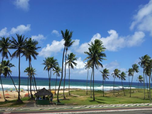 palm trees beach ocean