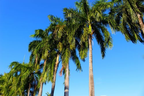 palm trees coconut palm palm