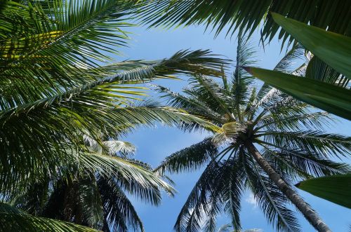 palm trees sky summer