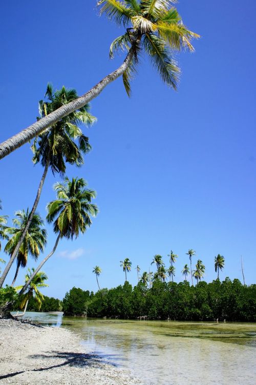 palm trees blue sky sky