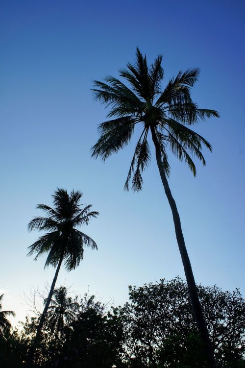 palm trees blue sky sky