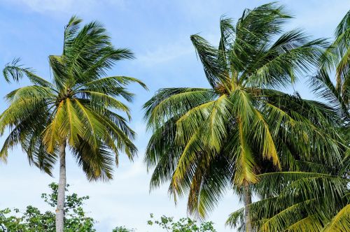 palm trees blue sky sky