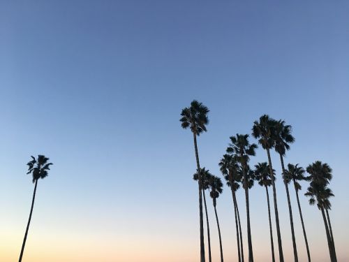 palm trees sky silhouette