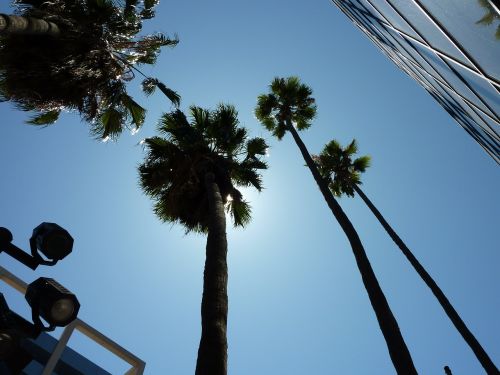 palm trees los angeles hollywood