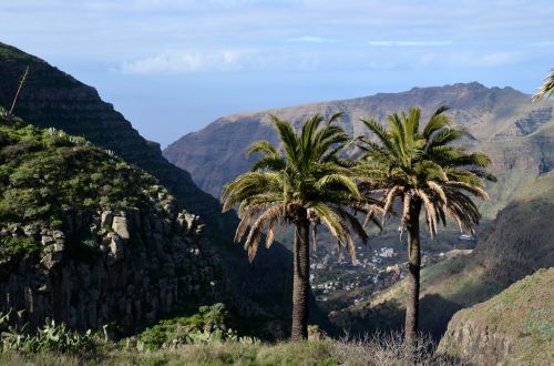 palm trees mountains sea