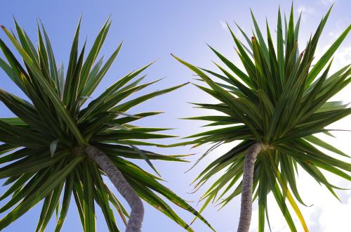 palm trees leaves nature