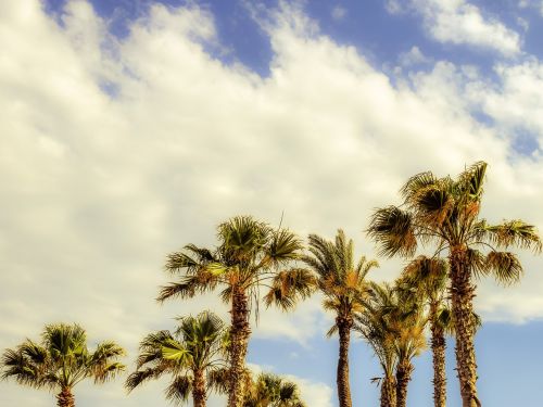 palm trees wind sky