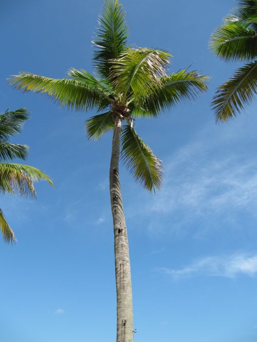 palm trees caribbean holiday