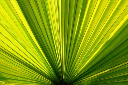 palm trees palm leaves palm