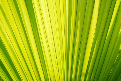 palm trees palm leaves palm