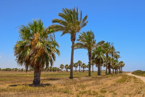palm trees landscape summer