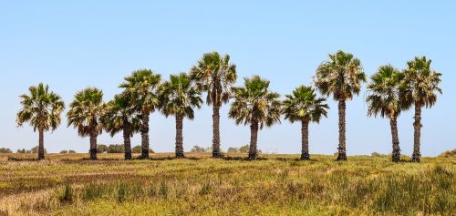 palm trees landscape summer