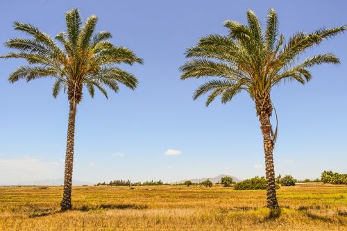 palm trees landscape summer
