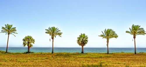 palm trees landscape sea