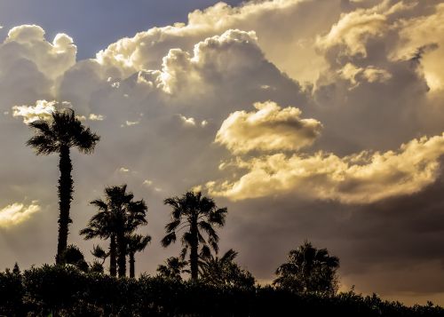palm trees sky clouds dramatic