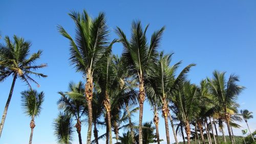 palm trees blue sky beach
