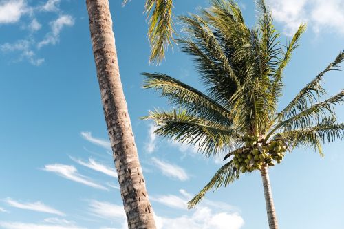 palm trees tropical sunshine