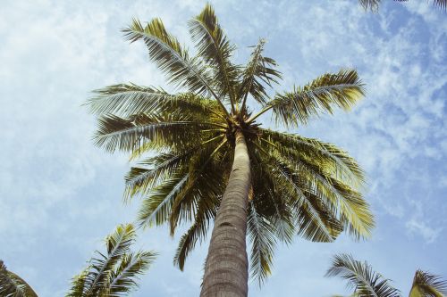 palm trees blue sky