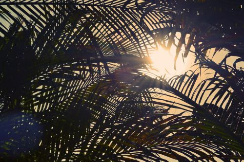 palm trees sunset sky