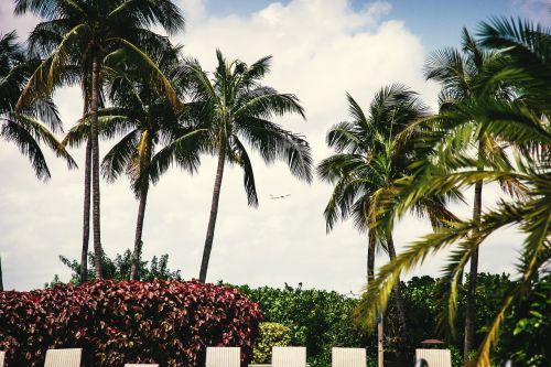 palm trees shrubs lounge chairs