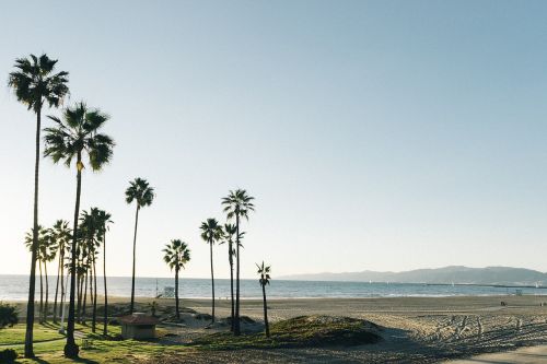 palm trees beach sand