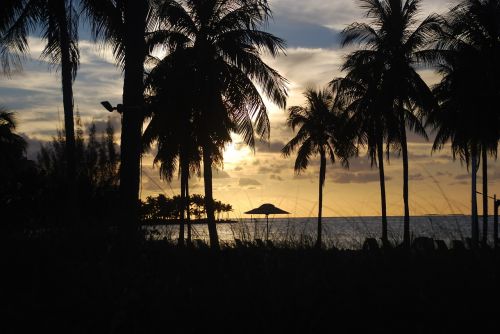 palm trees sunset silhouette