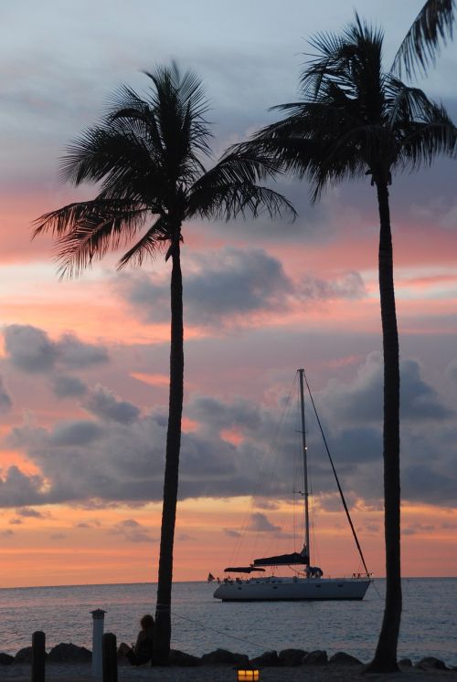 palm trees sailboat sunset