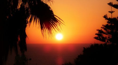 palm trees sunset cyprus