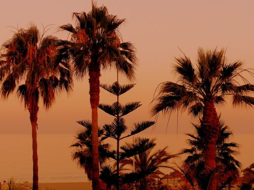 palm trees sunset sand beach