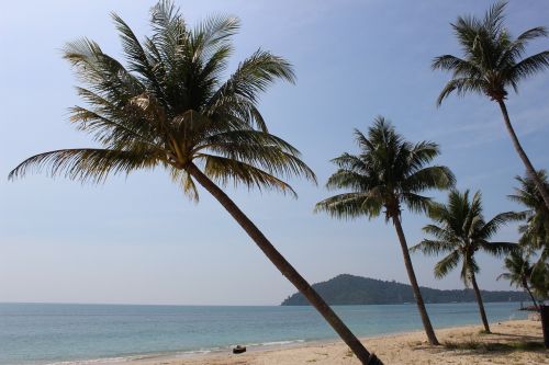 palm trees beach thailand