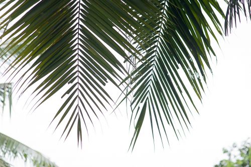 palm trees coconut tree palm leaf