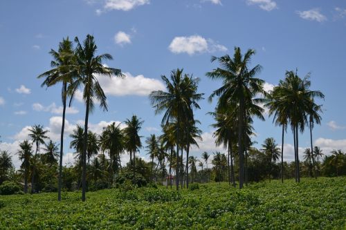 palm trees blue sky holiday